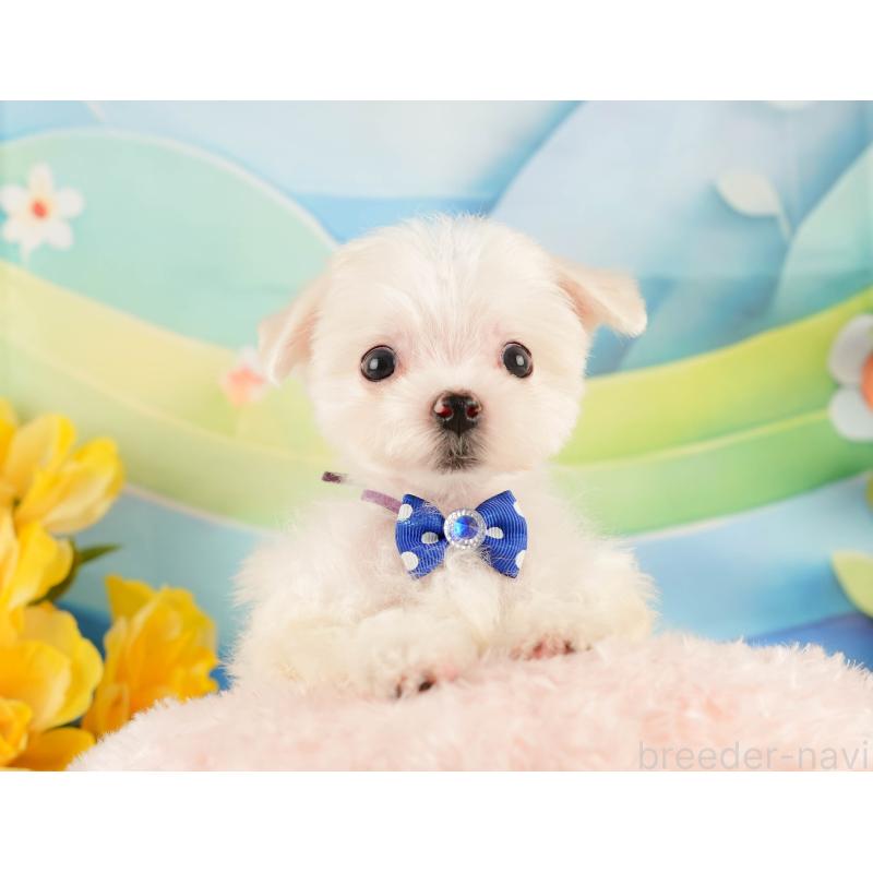 販売中の静岡県のマルチーズ-433068の4枚目