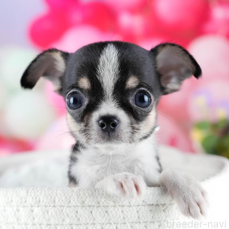 販売中の茨城県のチワワ(スムースコート)-432991