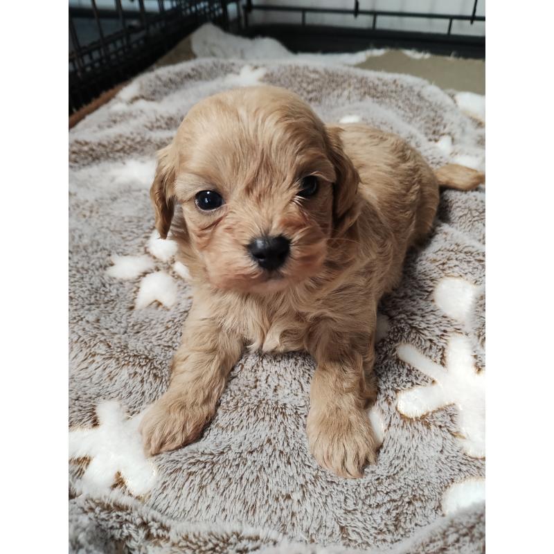 販売中の福岡県のマルプー:マルチーズ×トイプードル-432993の5枚目