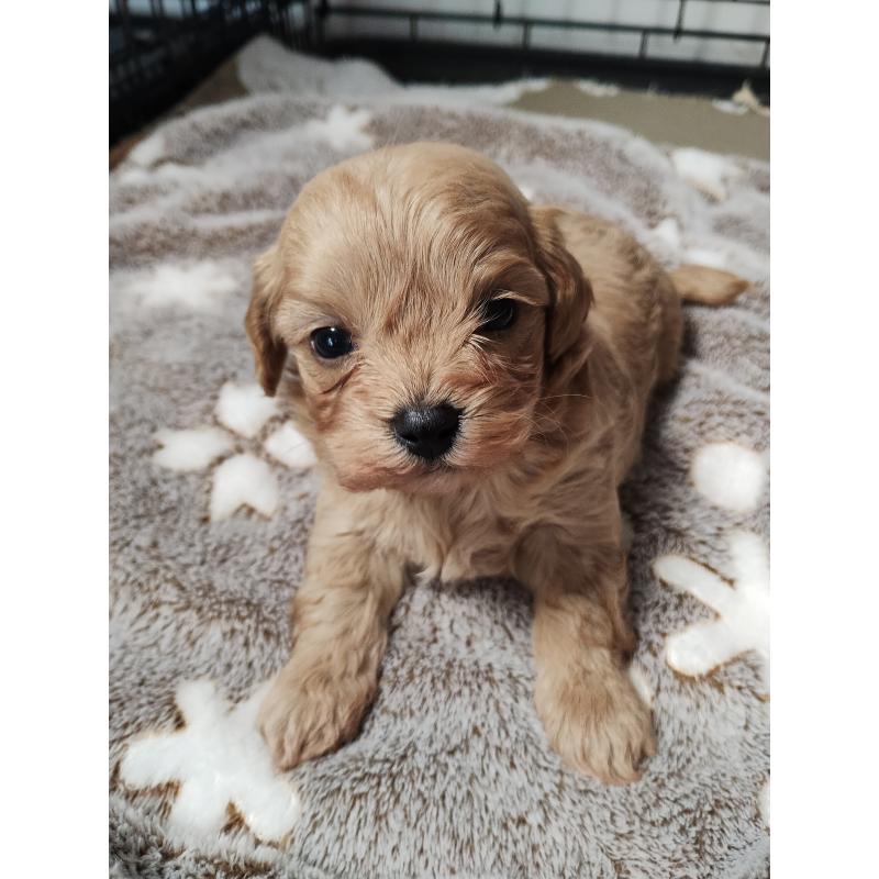 販売中の福岡県のマルプー:マルチーズ×トイプードル-432993の4枚目