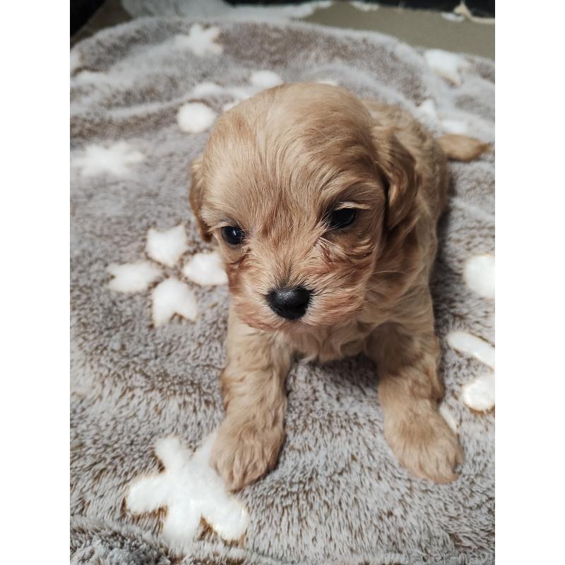 販売中の福岡県のマルプー:マルチーズ×トイプードル-432993の3枚目