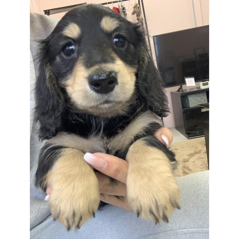 成約済の滋賀県のミニチュアダックスフンド(ロングヘアード)-428415の4枚目