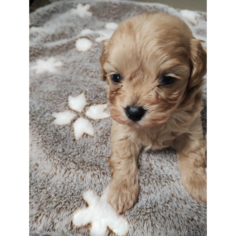 販売中の福岡県のマルプー:マルチーズ×トイプードル-432993の2枚目