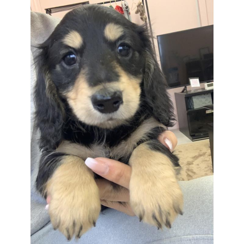 成約済の滋賀県のミニチュアダックスフンド(ロングヘアード)-428415の3枚目