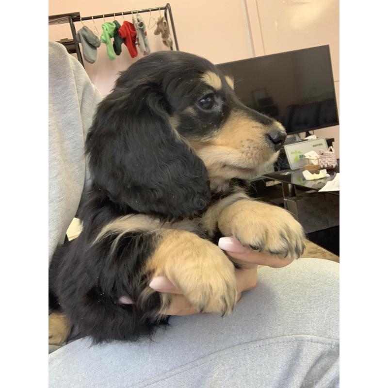 成約済の滋賀県のミニチュアダックスフンド(ロングヘアード)-428415の2枚目