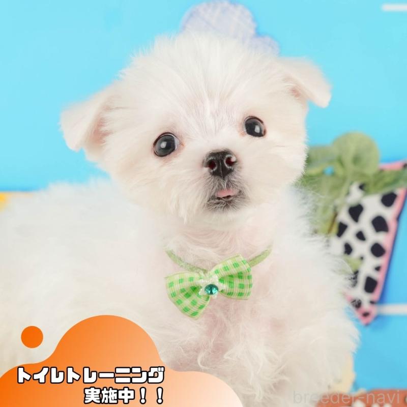 販売中の静岡県のマルチーズ-433070