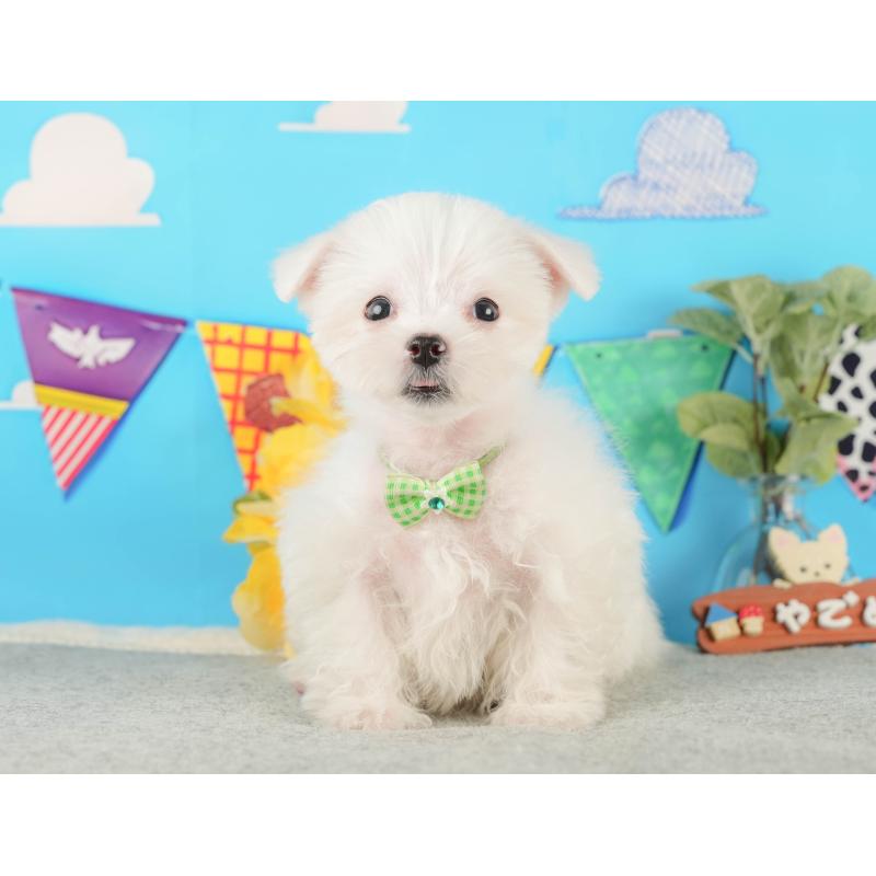 販売中の静岡県のマルチーズ-433070の10枚目