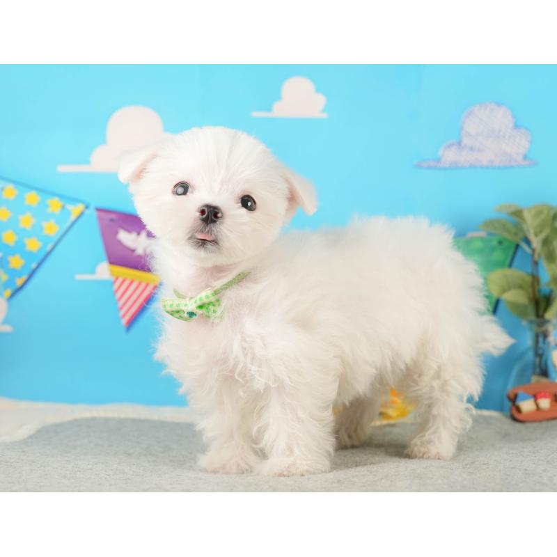 販売中の静岡県のマルチーズ-433070の9枚目