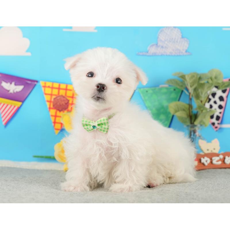 販売中の静岡県のマルチーズ-433070の8枚目