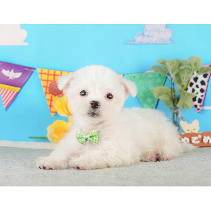 販売中の静岡県のマルチーズ-433070の7枚目