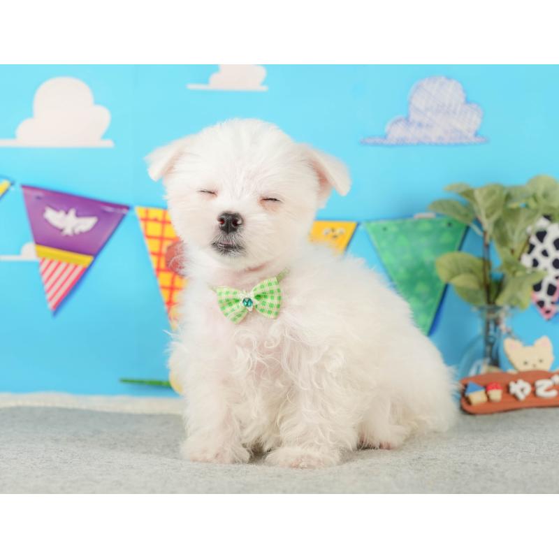 販売中の静岡県のマルチーズ-433070の6枚目