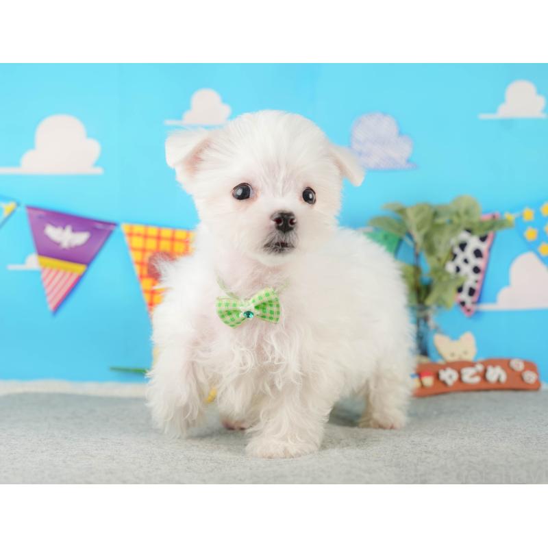 販売中の静岡県のマルチーズ-433070の5枚目