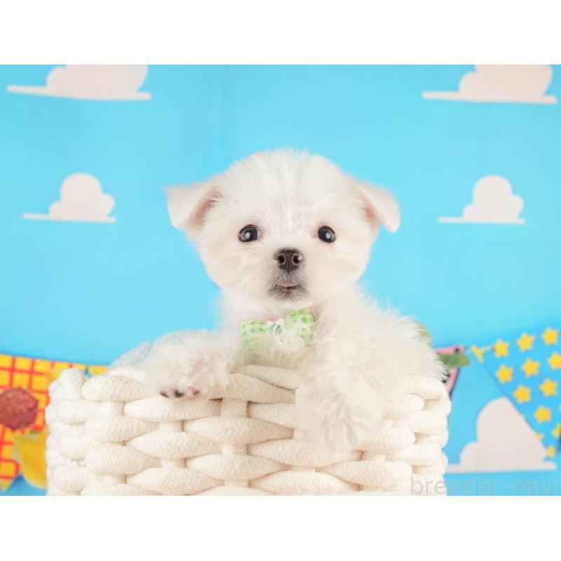 販売中の静岡県のマルチーズ-433070の4枚目