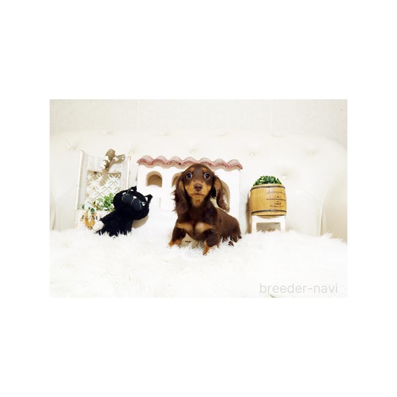 成約済の佐賀県のミニチュアダックスフンド(ロングヘアード)-427772の3枚目