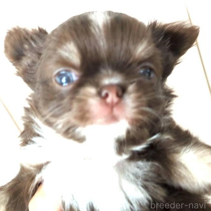 販売中の愛媛県のチワワ(ロングコート)-432995の1枚目