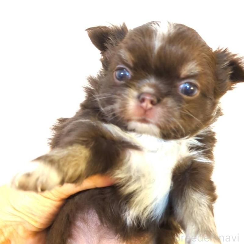 販売中の愛媛県のチワワ(ロングコート)-432995の3枚目