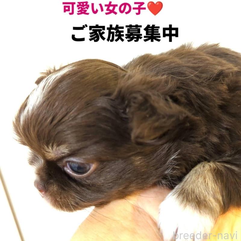 販売中の愛媛県のチワワ(ロングコート)-432995の2枚目