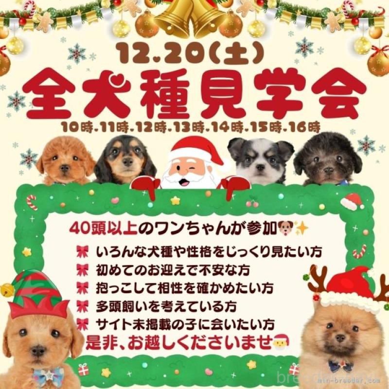 販売中の静岡県のポメラニアン-433072の16枚目