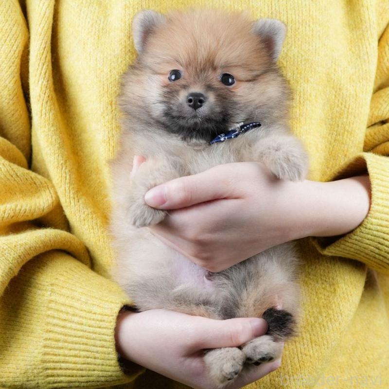 販売中の静岡県のポメラニアン-433072