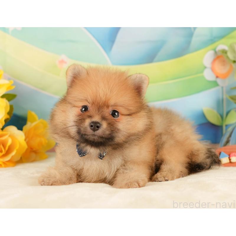 販売中の静岡県のポメラニアン-433072の10枚目