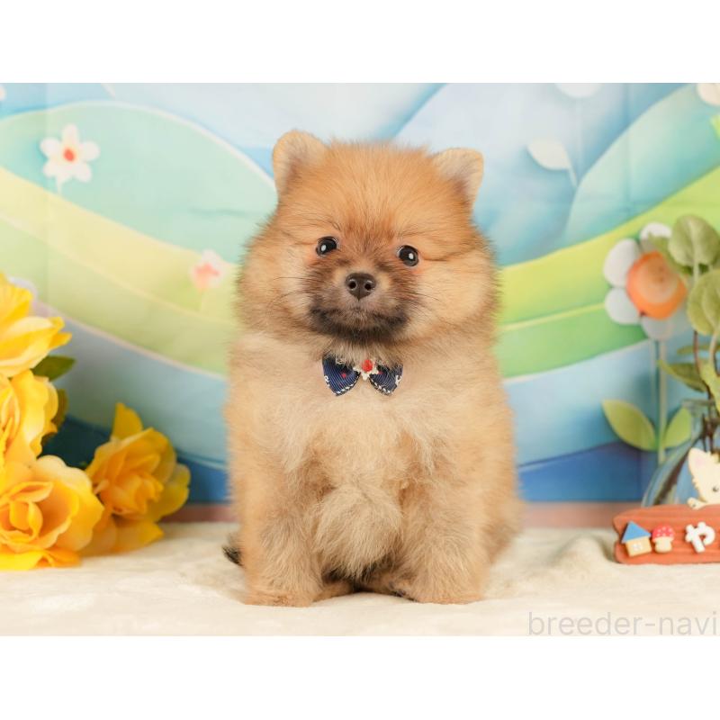 販売中の静岡県のポメラニアン-433072の9枚目