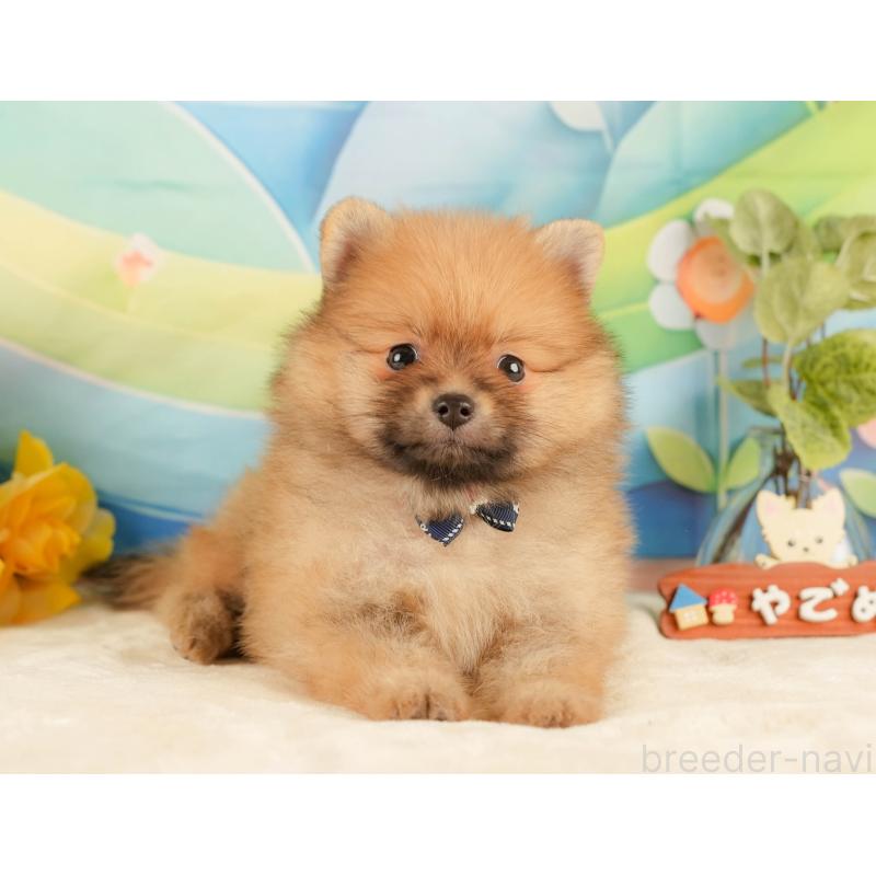 販売中の静岡県のポメラニアン-433072の8枚目