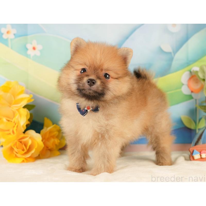 販売中の静岡県のポメラニアン-433072の7枚目