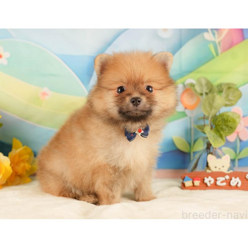 販売中の静岡県のポメラニアン-433072の6枚目