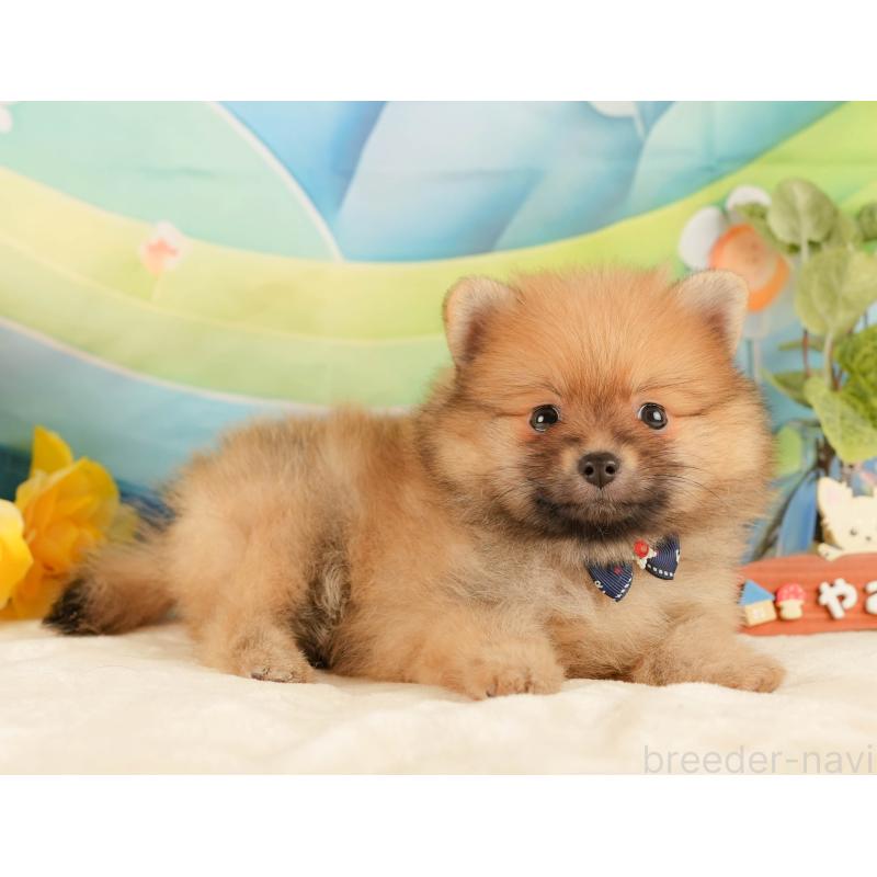 販売中の静岡県のポメラニアン-433072の5枚目