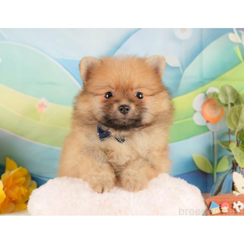 販売中の静岡県のポメラニアン-433072の4枚目