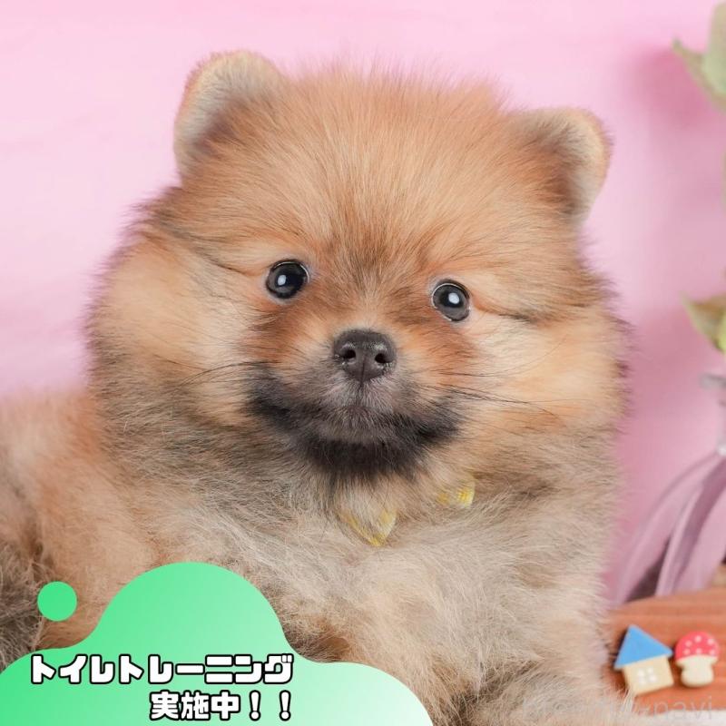 販売中の静岡県のポメラニアン-433073