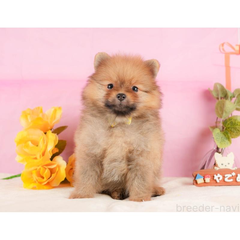 販売中の静岡県のポメラニアン-433073の10枚目