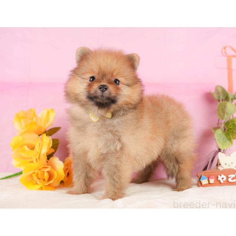 販売中の静岡県のポメラニアン-433073の9枚目