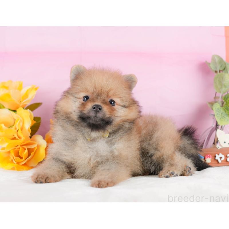 販売中の静岡県のポメラニアン-433073の8枚目