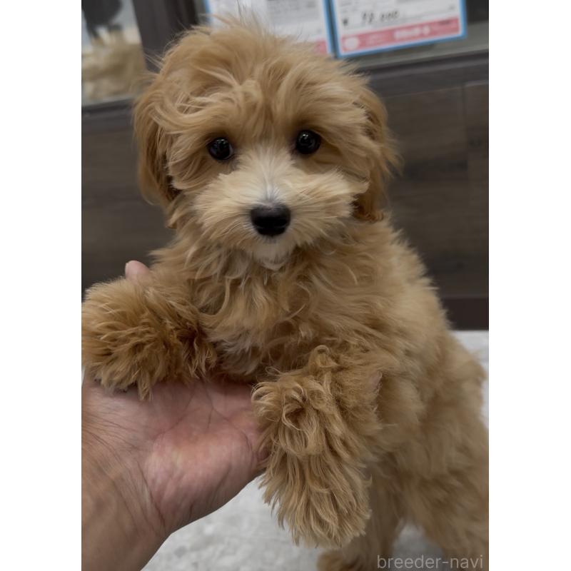 成約済の福岡県のマルプー:マルチーズ×トイプードル-423474の4枚目