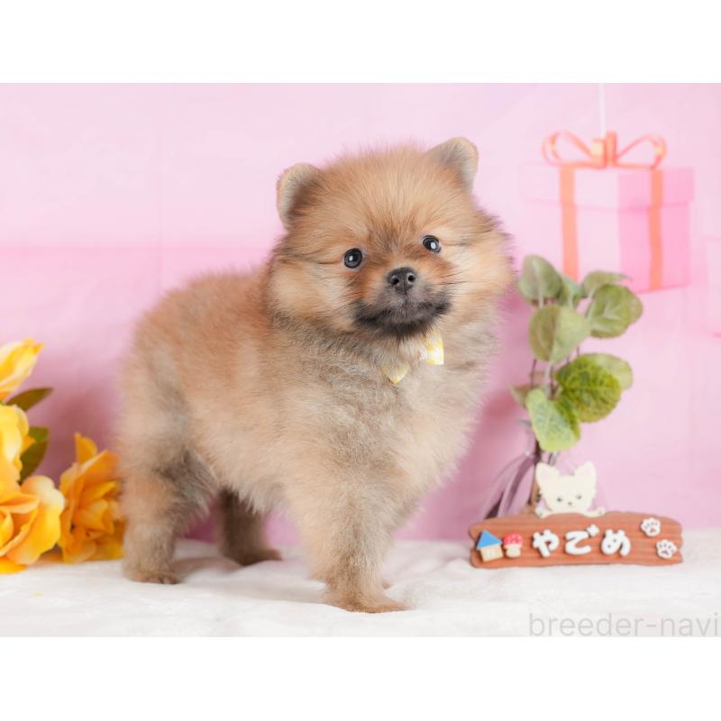 販売中の静岡県のポメラニアン-433073の7枚目