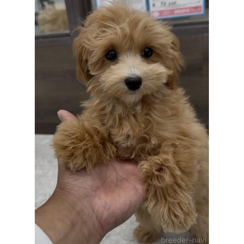 成約済の福岡県のマルプー:マルチーズ×トイプードル-423474の3枚目