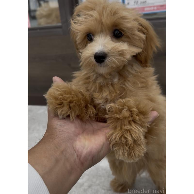 成約済の福岡県のマルプー:マルチーズ×トイプードル-423474の2枚目