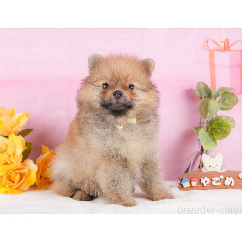 販売中の静岡県のポメラニアン-433073の6枚目