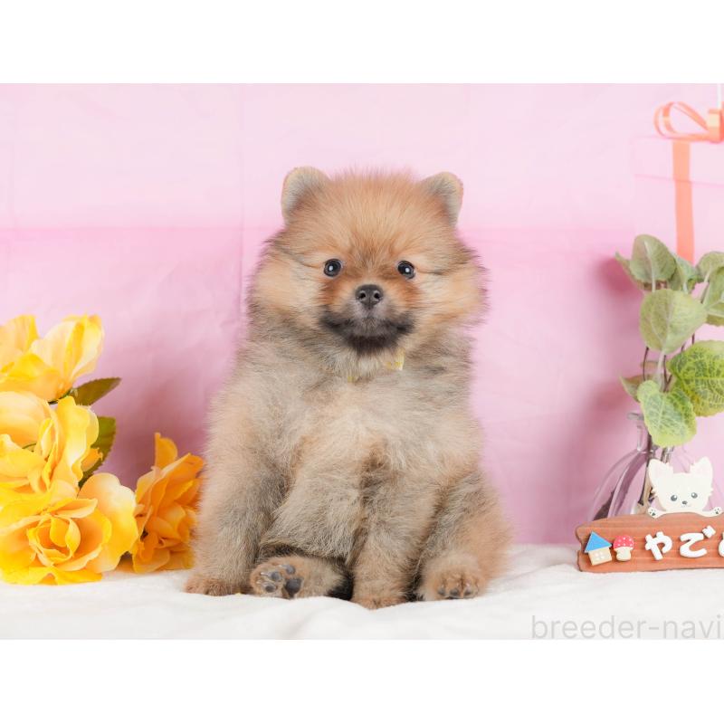 販売中の静岡県のポメラニアン-433073の5枚目