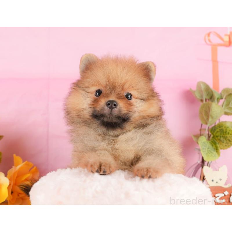 販売中の静岡県のポメラニアン-433073の4枚目