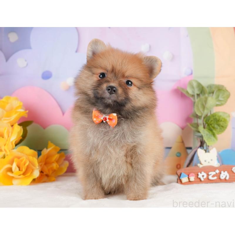 販売中の静岡県のポメラニアン-433074の10枚目