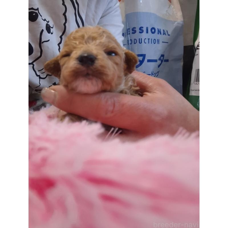 販売中の群馬県のビションプー:ビションフリーゼ×トイプードル-432999