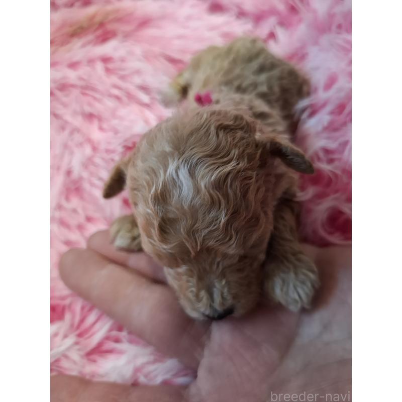 販売中の群馬県のビションプー:ビションフリーゼ×トイプードル-432999の2枚目