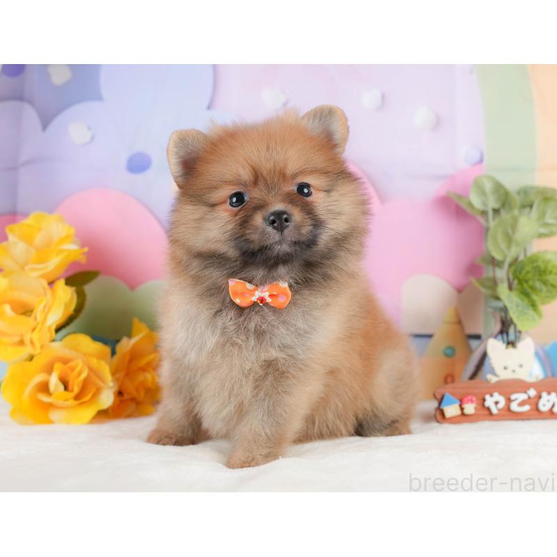 販売中の静岡県のポメラニアン-433074の9枚目