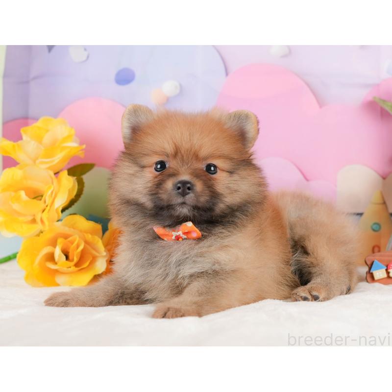 販売中の静岡県のポメラニアン-433074の8枚目