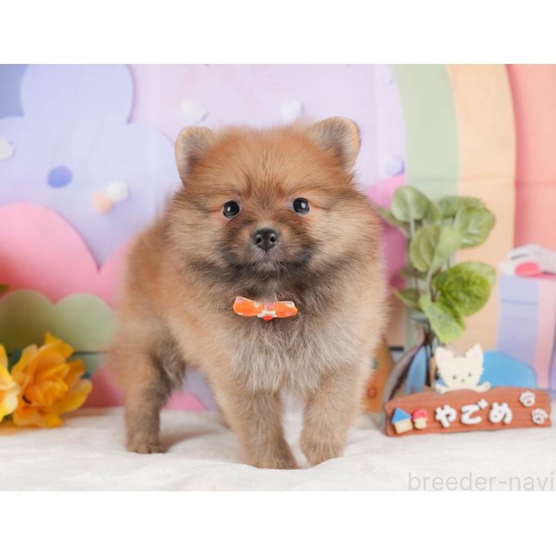 販売中の静岡県のポメラニアン-433074の7枚目