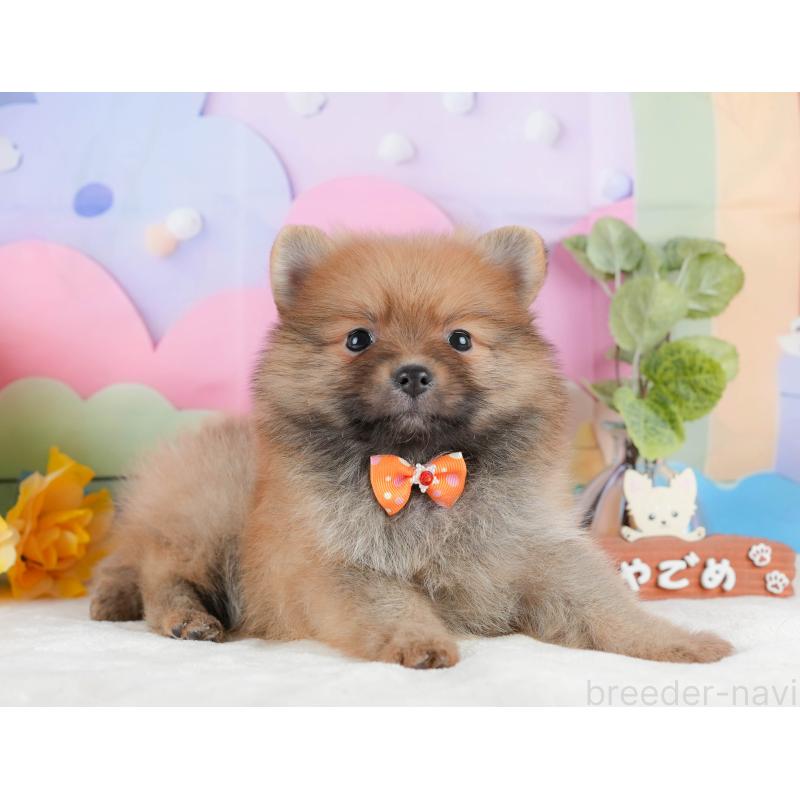 販売中の静岡県のポメラニアン-433074の6枚目