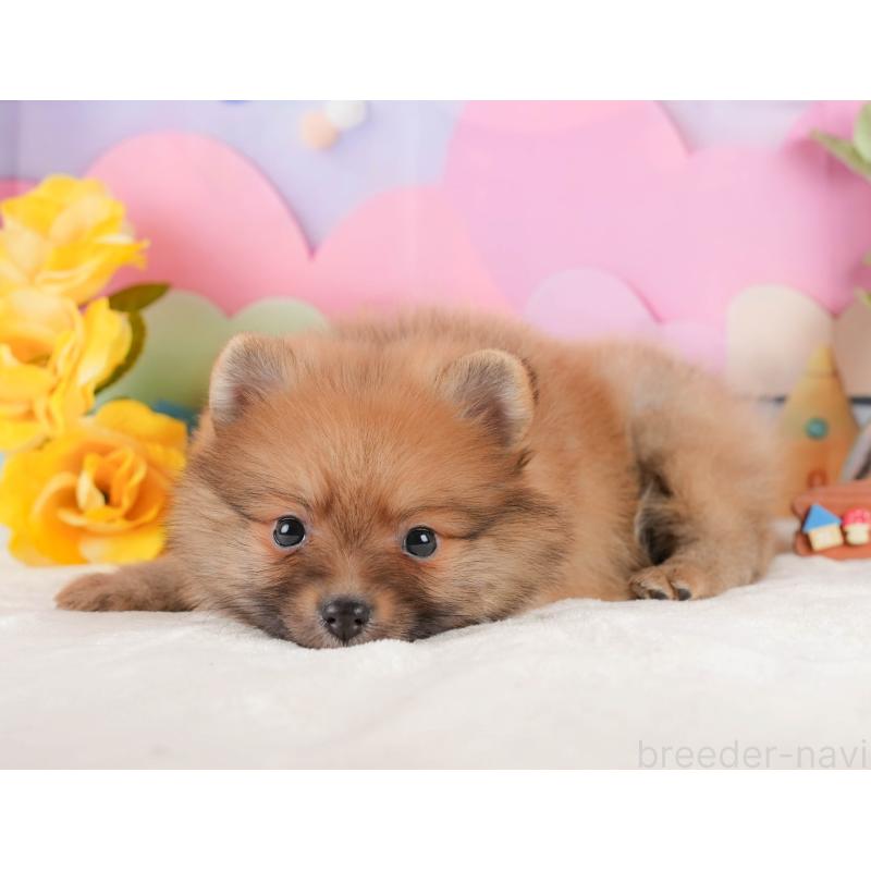 販売中の静岡県のポメラニアン-433074の5枚目