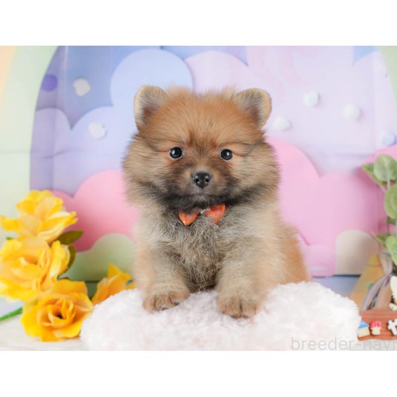 販売中の静岡県のポメラニアン-433074の4枚目